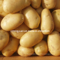 Fresh New Crop Potato de Shandong, China, com boa qualidade